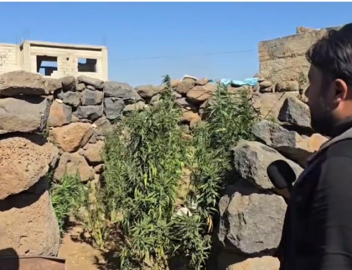 ميليشيا الهجري تقوم بزراعة الحشيش بامتداد لنشاط لنظام الاسد وميليشيا حزب الله لانتاج وترويج المخدرات